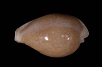 藏品(初雪寶螺)的圖片